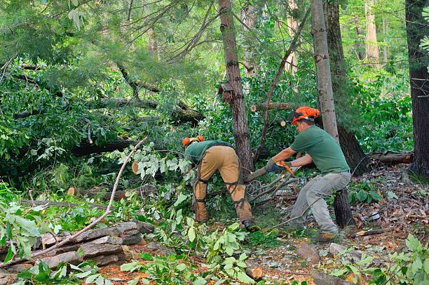 Best Tree Branch Trimming  in Pleasant View, UT